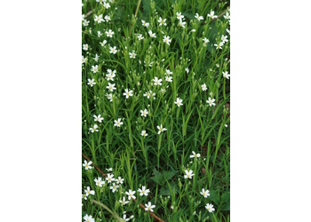 Groß-Sternmiere (Stellaria holostea) - © Emanuel Trummer